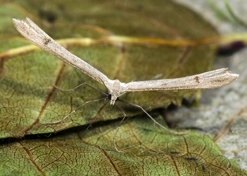 Pterophoridae da ID